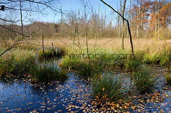 swamp in autumn