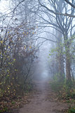 path in forest with fog