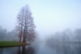 trees in fog by lake