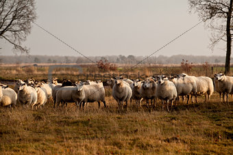 sheep herd in Dwingelderveld