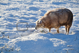 Dutch sheep on snow