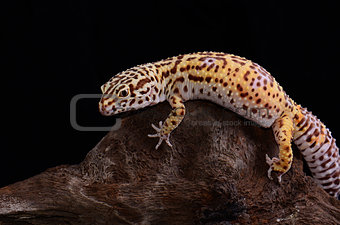 female Bell albino leopard gecko (Eublepharis macularius)