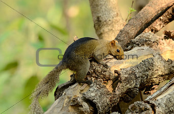 Palla's Squirrel (Callosciurus erythraeus)