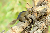 Palla's Squirrel (Callosciurus erythraeus)
