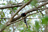 Red-billed Blue Magpie (Urocissa erythrorhyncha)