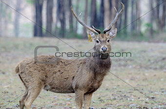 Eld's Deer (Cervus eldii)