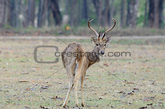 Eld's Deer (Cervus eldii)
