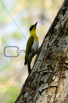 female Black-headed Woodpecker