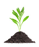 Plant in a mound of soil