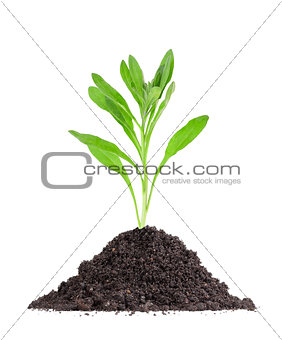 Plant in a mound of soil