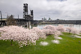 Cherry Blossoms Along Willamette River
