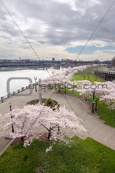 Cherry Blossoms Trees Along Willamette River Waterfront