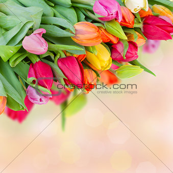 spring multicolored tulips bouquet