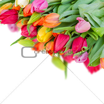 pack of fresh tulips