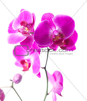 exotic pink blossoms for symbol of luxury