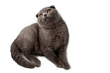  British Shorthair cat  sitting in front of white background