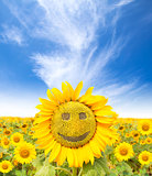 smiling face of sunflower at summer time