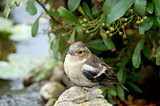 Young chaffinch standing alone on rock