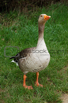 Defensive graylag goose standing tall in green grass
