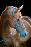 Bay arabian horse outdoors summers portrait in dark