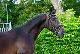Portrait of a bay hannoverian German stallion