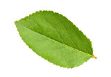 Green leaf of apple-tree