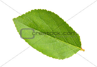 Green leaf of apple-tree