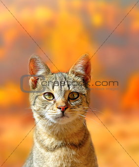 cat portrait over autumn colors background