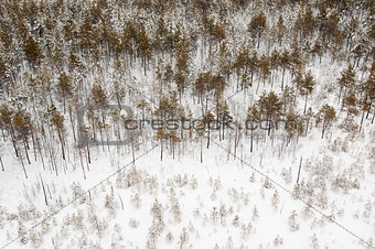 aerial view of winter forest