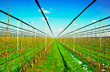 Apple trees with irrigation system