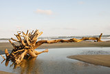 Driftwood Pointing Toward Ocean