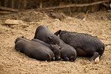 Family of pigs