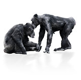 Two Black Chimpanzee 