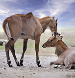 Asian Antelopes Nilgai