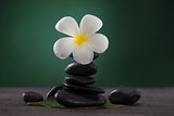 Stacked hot stones or massage stones and frangipani