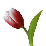 Close up of Tulip flower on white background.
