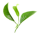 Three green leaf of citrus-tree