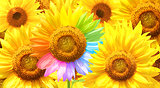 Sunflower painted in different colors