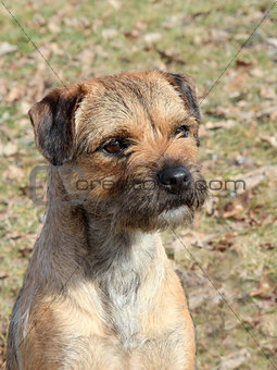 The typical Border Terrier 