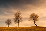 Lonely tree on the hill 