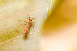 Myrmarachne Plataleoides spider
