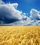 golden field under dramatic sky