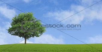 lonely growing tree 