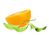 Halh of orange and branch