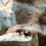 Three banded mongooses   