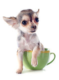 puppy chihuahua in a cup