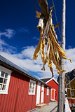 Stock fish on Lofoten