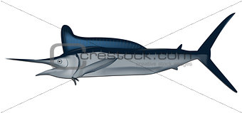 Marlin fish vector illustration