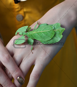  leaf insect