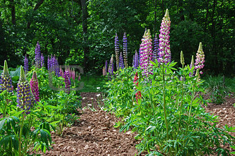Rows of lupines